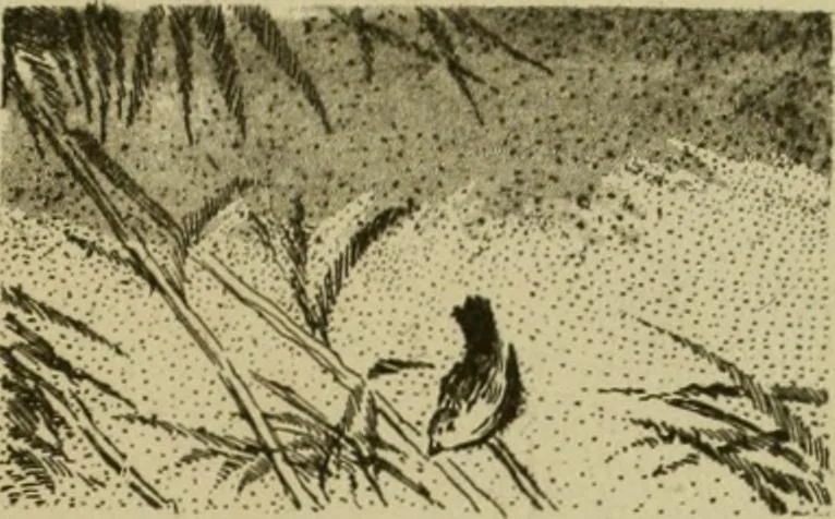 An illustration from Mythological Japan : the symbolisms of mythology in relation to Japanese art, with illustrations drawn in Japan, by native artists, 1902, leaf 56