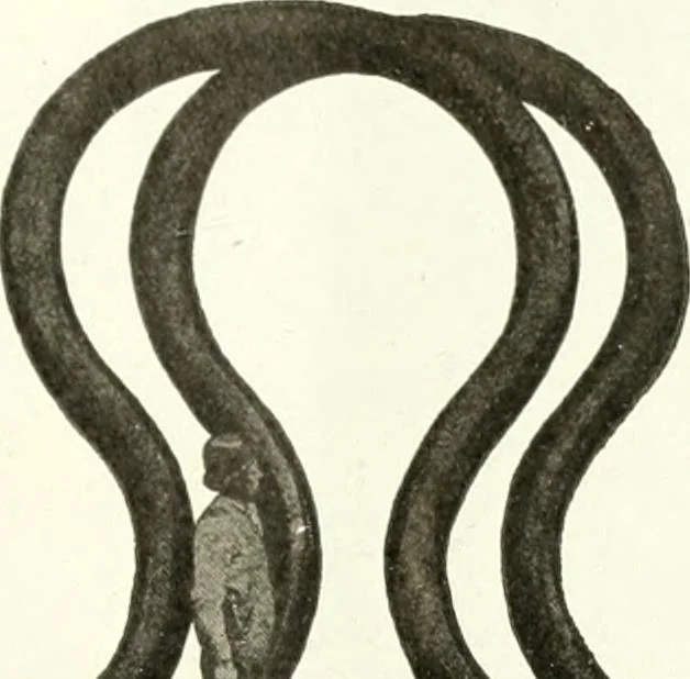An illustration from Canadian textile journal, 1908, leaf 8