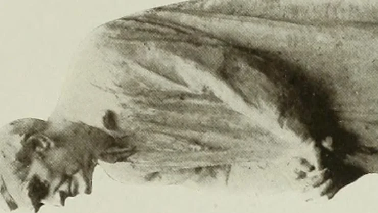 An illustration from The craftsman, 1901, leaf 24
