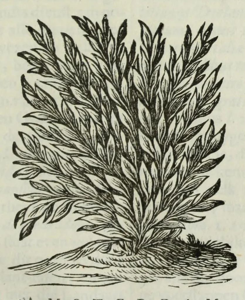 An illustration from Naauwkeurige beschryvinge van Malabar en Choromandel, der zelver aangrenzende ryken, en het machtige eyland Ceylon : nevens een omstandige en grondigh doorzochte ontdekking en wederlegginge van de afgoderye der Oost-Indische heydenen ..., 1672, leaf 601