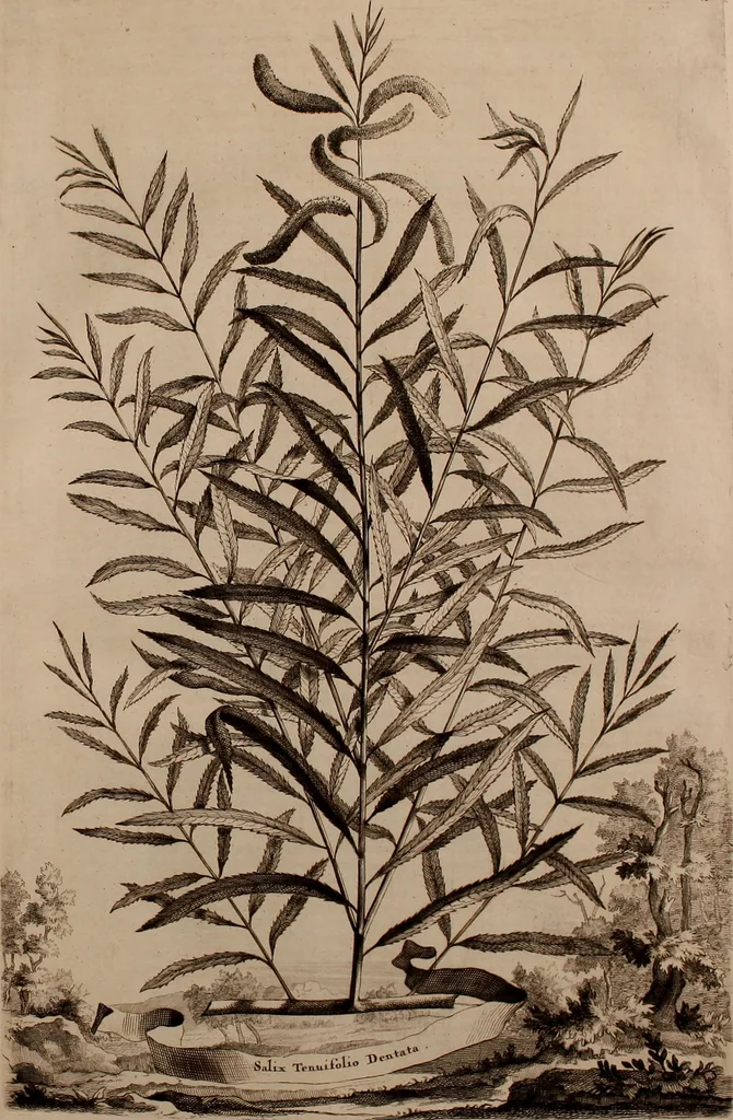 An illustration from Naauwkeurige beschryving der aardgewassen, waar in de veelerley aart en bijzondere eigenschappen der boomen, heesters, kruyden, bloemen, met haare vrugten, zaden, wortelen en bollen, neevens derzelver waare voort-teeling, gelukkige aanwinning, en heylzaame genees-krachten ... beschreeven worden;, 1696, leaf 106