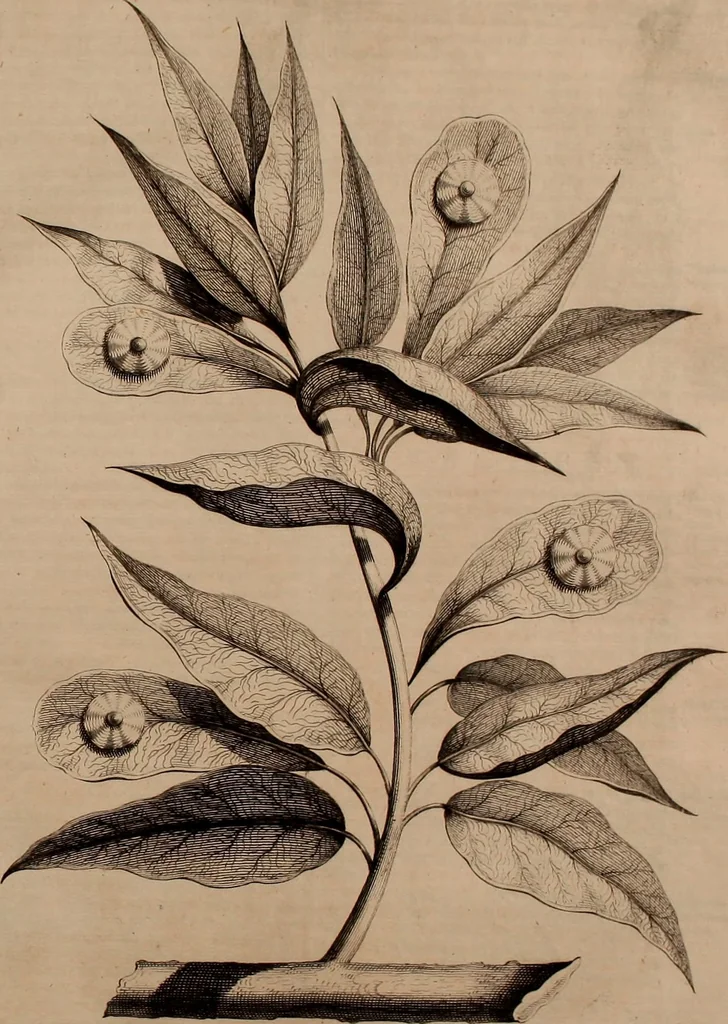 An illustration from Naauwkeurige beschryving der aardgewassen, waar in de veelerley aart en bijzondere eigenschappen der boomen, heesters, kruyden, bloemen, met haare vrugten, zaden, wortelen en bollen, neevens derzelver waare voort-teeling, gelukkige aanwinning, en heylzaame genees-krachten ... beschreeven worden;, 1696, leaf 114