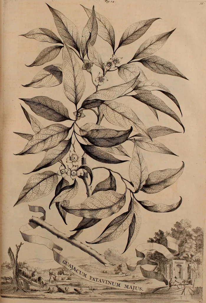 An illustration from Naauwkeurige beschryving der aardgewassen, waar in de veelerley aart en bijzondere eigenschappen der boomen, heesters, kruyden, bloemen, met haare vrugten, zaden, wortelen en bollen, neevens derzelver waare voort-teeling, gelukkige aanwinning, en heylzaame genees-krachten ... beschreeven worden;, 1696, leaf 120
