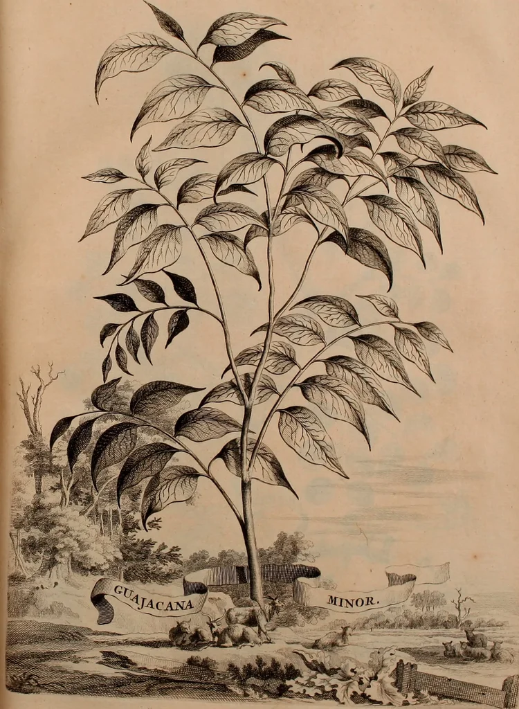 An illustration from Naauwkeurige beschryving der aardgewassen, waar in de veelerley aart en bijzondere eigenschappen der boomen, heesters, kruyden, bloemen, met haare vrugten, zaden, wortelen en bollen, neevens derzelver waare voort-teeling, gelukkige aanwinning, en heylzaame genees-krachten ... beschreeven worden;, 1696, leaf 122