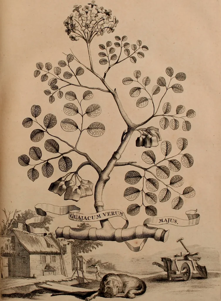 An illustration from Naauwkeurige beschryving der aardgewassen, waar in de veelerley aart en bijzondere eigenschappen der boomen, heesters, kruyden, bloemen, met haare vrugten, zaden, wortelen en bollen, neevens derzelver waare voort-teeling, gelukkige aanwinning, en heylzaame genees-krachten ... beschreeven worden;, 1696, leaf 124