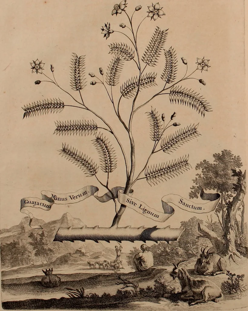 An illustration from Naauwkeurige beschryving der aardgewassen, waar in de veelerley aart en bijzondere eigenschappen der boomen, heesters, kruyden, bloemen, met haare vrugten, zaden, wortelen en bollen, neevens derzelver waare voort-teeling, gelukkige aanwinning, en heylzaame genees-krachten ... beschreeven worden;, 1696, leaf 127