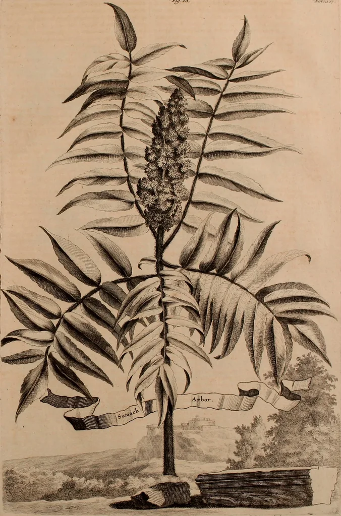 An illustration from Naauwkeurige beschryving der aardgewassen, waar in de veelerley aart en bijzondere eigenschappen der boomen, heesters, kruyden, bloemen, met haare vrugten, zaden, wortelen en bollen, neevens derzelver waare voort-teeling, gelukkige aanwinning, en heylzaame genees-krachten ... beschreeven worden;, 1696, leaf 134