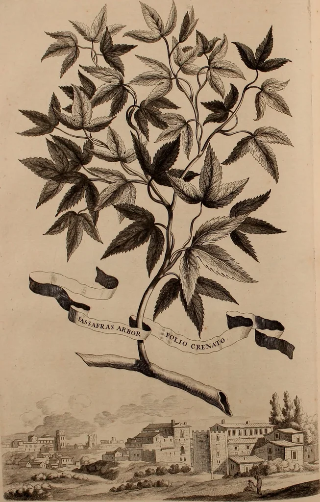 An illustration from Naauwkeurige beschryving der aardgewassen, waar in de veelerley aart en bijzondere eigenschappen der boomen, heesters, kruyden, bloemen, met haare vrugten, zaden, wortelen en bollen, neevens derzelver waare voort-teeling, gelukkige aanwinning, en heylzaame genees-krachten ... beschreeven worden;, 1696, leaf 137