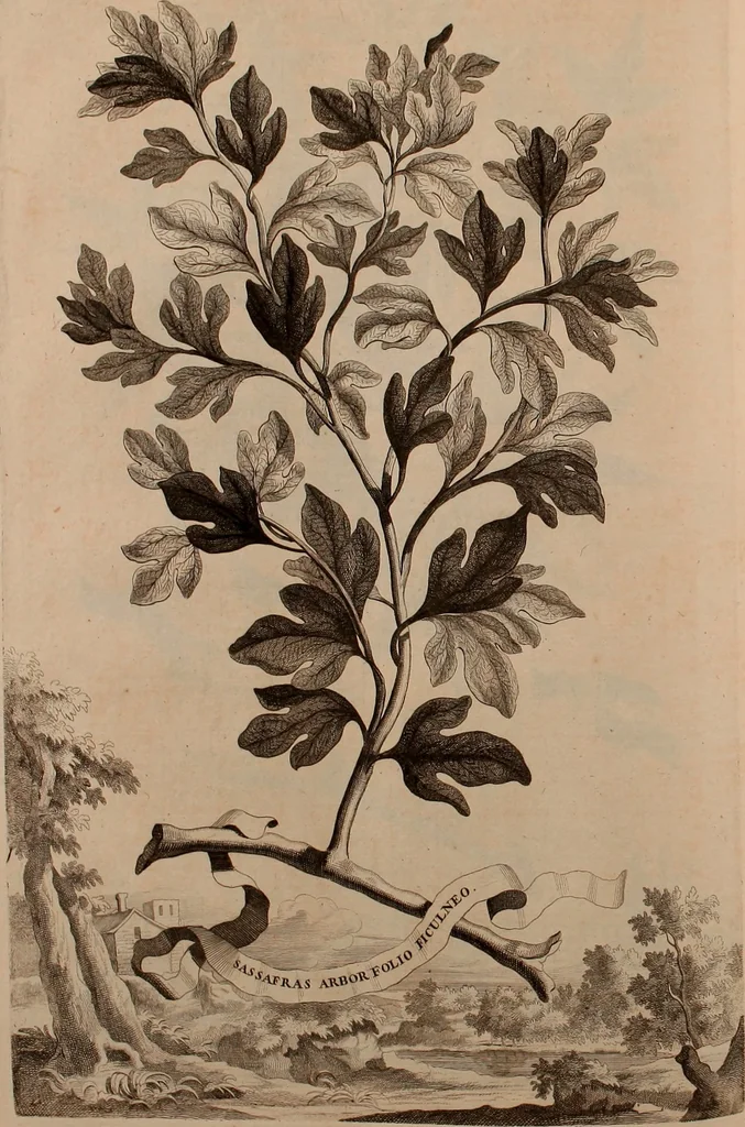 An illustration from Naauwkeurige beschryving der aardgewassen, waar in de veelerley aart en bijzondere eigenschappen der boomen, heesters, kruyden, bloemen, met haare vrugten, zaden, wortelen en bollen, neevens derzelver waare voort-teeling, gelukkige aanwinning, en heylzaame genees-krachten ... beschreeven worden;, 1696, leaf 139