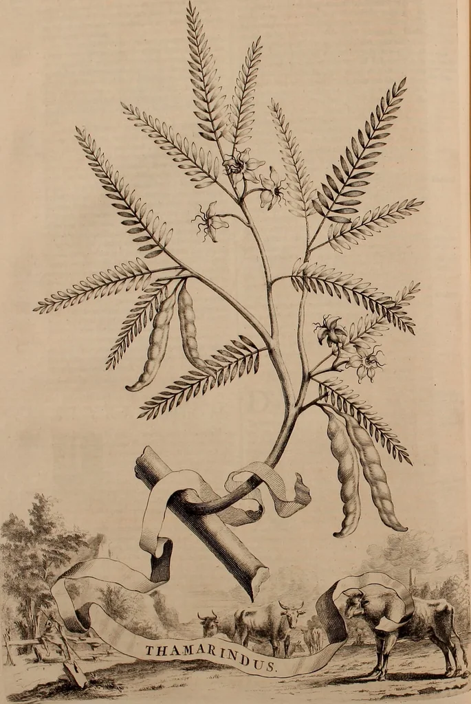An illustration from Naauwkeurige beschryving der aardgewassen, waar in de veelerley aart en bijzondere eigenschappen der boomen, heesters, kruyden, bloemen, met haare vrugten, zaden, wortelen en bollen, neevens derzelver waare voort-teeling, gelukkige aanwinning, en heylzaame genees-krachten ... beschreeven worden;, 1696, leaf 143