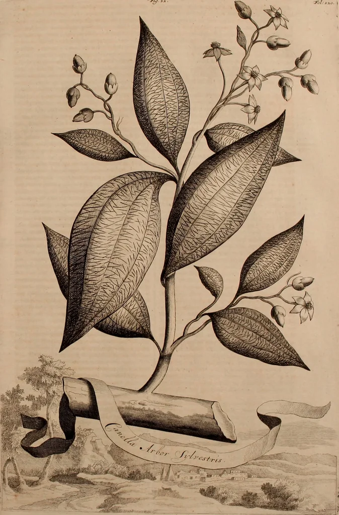 An illustration from Naauwkeurige beschryving der aardgewassen, waar in de veelerley aart en bijzondere eigenschappen der boomen, heesters, kruyden, bloemen, met haare vrugten, zaden, wortelen en bollen, neevens derzelver waare voort-teeling, gelukkige aanwinning, en heylzaame genees-krachten ... beschreeven worden;, 1696, leaf 148