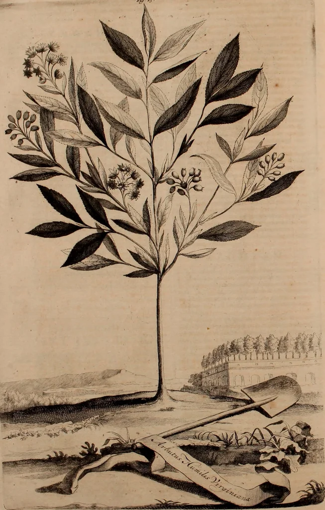 An illustration from Naauwkeurige beschryving der aardgewassen, waar in de veelerley aart en bijzondere eigenschappen der boomen, heesters, kruyden, bloemen, met haare vrugten, zaden, wortelen en bollen, neevens derzelver waare voort-teeling, gelukkige aanwinning, en heylzaame genees-krachten ... beschreeven worden;, 1696, leaf 153