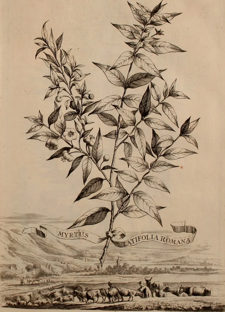 An illustration from Naauwkeurige beschryving der aardgewassen, waar in de veelerley aart en bijzondere eigenschappen der boomen, heesters, kruyden, bloemen, met haare vrugten, zaden, wortelen en bollen, neevens derzelver waare voort-teeling, gelukkige aanwinning, en heylzaame genees-krachten ... beschreeven worden;, 1696, leaf 164