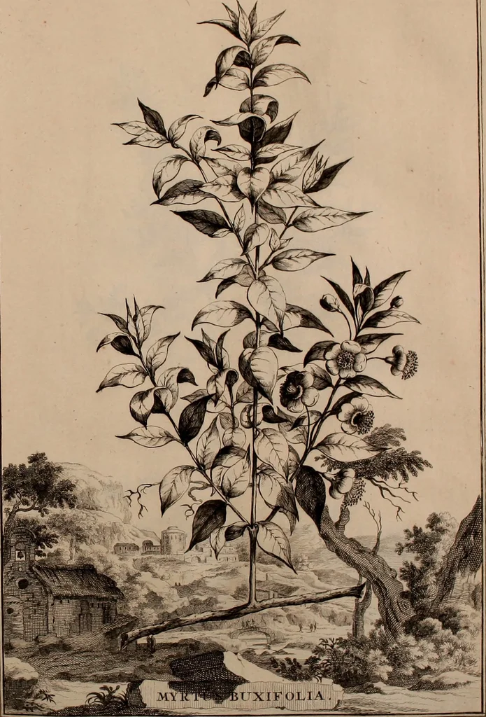 An illustration from Naauwkeurige beschryving der aardgewassen, waar in de veelerley aart en bijzondere eigenschappen der boomen, heesters, kruyden, bloemen, met haare vrugten, zaden, wortelen en bollen, neevens derzelver waare voort-teeling, gelukkige aanwinning, en heylzaame genees-krachten ... beschreeven worden;, 1696, leaf 170