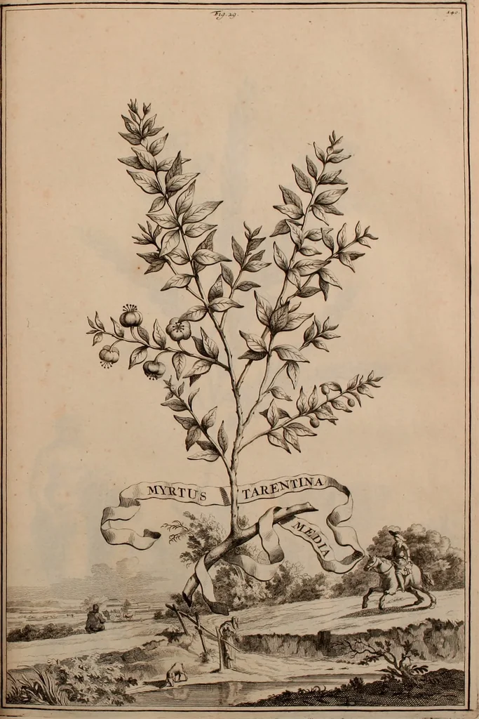 An illustration from Naauwkeurige beschryving der aardgewassen, waar in de veelerley aart en bijzondere eigenschappen der boomen, heesters, kruyden, bloemen, met haare vrugten, zaden, wortelen en bollen, neevens derzelver waare voort-teeling, gelukkige aanwinning, en heylzaame genees-krachten ... beschreeven worden;, 1696, leaf 172