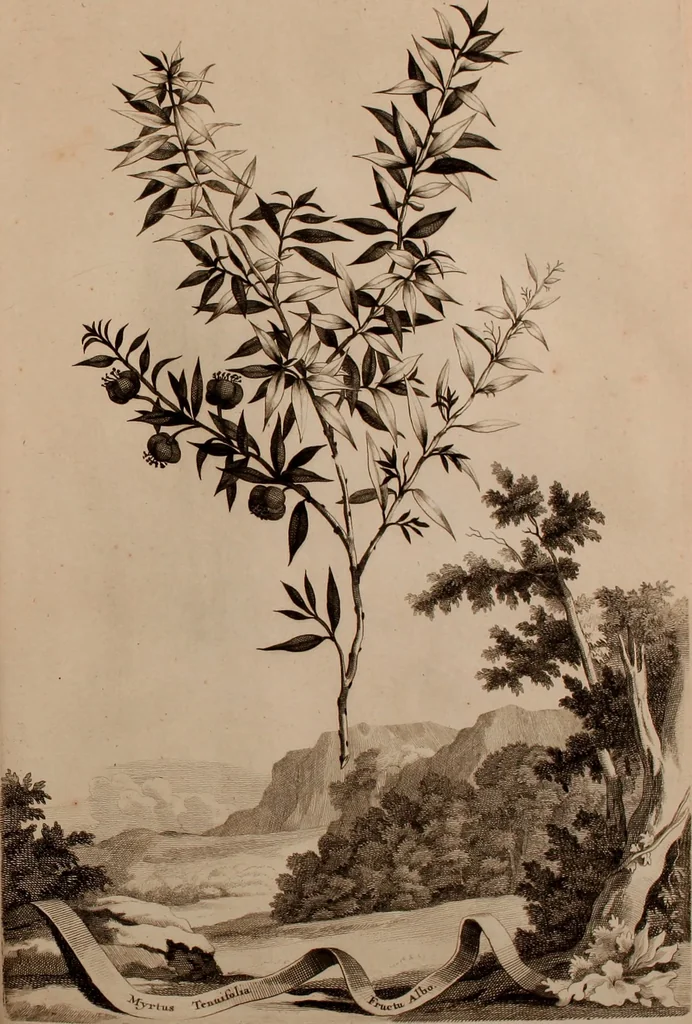 An illustration from Naauwkeurige beschryving der aardgewassen, waar in de veelerley aart en bijzondere eigenschappen der boomen, heesters, kruyden, bloemen, met haare vrugten, zaden, wortelen en bollen, neevens derzelver waare voort-teeling, gelukkige aanwinning, en heylzaame genees-krachten ... beschreeven worden;, 1696, leaf 178