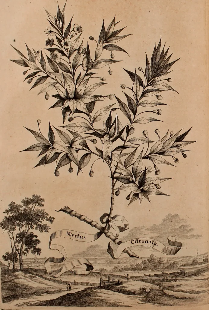 An illustration from Naauwkeurige beschryving der aardgewassen, waar in de veelerley aart en bijzondere eigenschappen der boomen, heesters, kruyden, bloemen, met haare vrugten, zaden, wortelen en bollen, neevens derzelver waare voort-teeling, gelukkige aanwinning, en heylzaame genees-krachten ... beschreeven worden;, 1696, leaf 181
