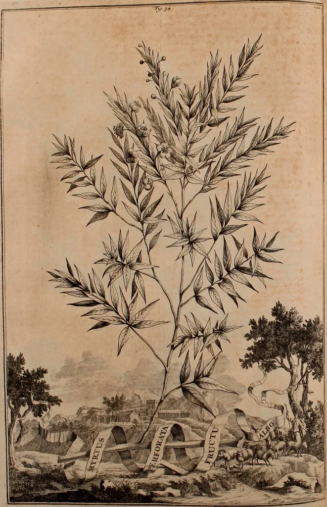 An illustration from Naauwkeurige beschryving der aardgewassen, waar in de veelerley aart en bijzondere eigenschappen der boomen, heesters, kruyden, bloemen, met haare vrugten, zaden, wortelen en bollen, neevens derzelver waare voort-teeling, gelukkige aanwinning, en heylzaame genees-krachten ... beschreeven worden;, 1696, leaf 183