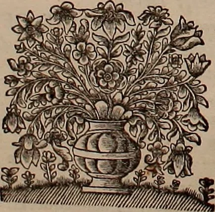 An illustration from Naauwkeurige beschryving der aardgewassen, waar in de veelerley aart en bijzondere eigenschappen der boomen, heesters, kruyden, bloemen, met haare vrugten, zaden, wortelen en bollen, neevens derzelver waare voort-teeling, gelukkige aanwinning, en heylzaame genees-krachten ... beschreeven worden;, 1696, leaf 19