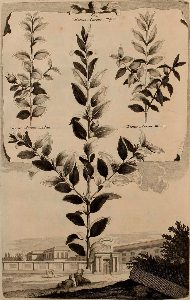 An illustration from Naauwkeurige beschryving der aardgewassen, waar in de veelerley aart en bijzondere eigenschappen der boomen, heesters, kruyden, bloemen, met haare vrugten, zaden, wortelen en bollen, neevens derzelver waare voort-teeling, gelukkige aanwinning, en heylzaame genees-krachten ... beschreeven worden;, 1696, leaf 195