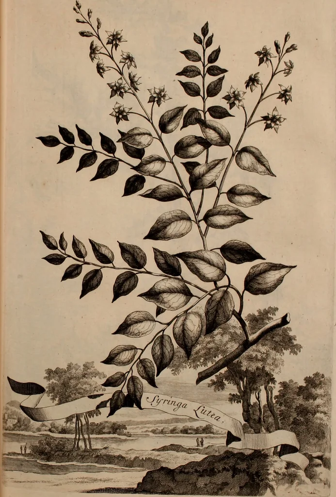 An illustration from Naauwkeurige beschryving der aardgewassen, waar in de veelerley aart en bijzondere eigenschappen der boomen, heesters, kruyden, bloemen, met haare vrugten, zaden, wortelen en bollen, neevens derzelver waare voort-teeling, gelukkige aanwinning, en heylzaame genees-krachten ... beschreeven worden;, 1696, leaf 200