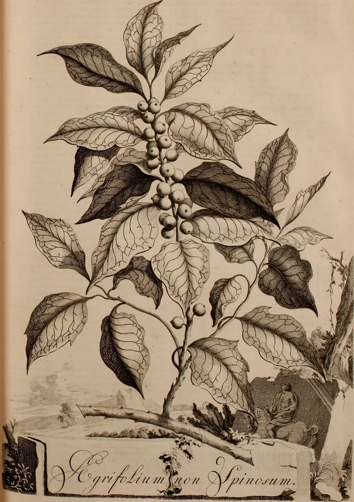 An illustration from Naauwkeurige beschryving der aardgewassen, waar in de veelerley aart en bijzondere eigenschappen der boomen, heesters, kruyden, bloemen, met haare vrugten, zaden, wortelen en bollen, neevens derzelver waare voort-teeling, gelukkige aanwinning, en heylzaame genees-krachten ... beschreeven worden;, 1696, leaf 204