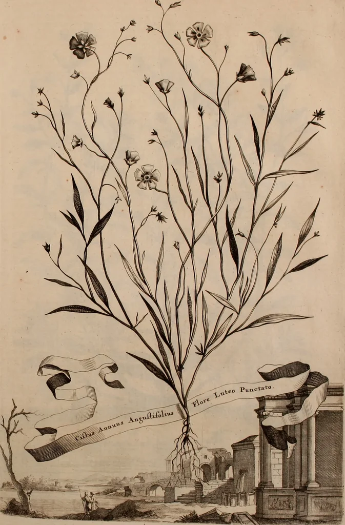 An illustration from Naauwkeurige beschryving der aardgewassen, waar in de veelerley aart en bijzondere eigenschappen der boomen, heesters, kruyden, bloemen, met haare vrugten, zaden, wortelen en bollen, neevens derzelver waare voort-teeling, gelukkige aanwinning, en heylzaame genees-krachten ... beschreeven worden;, 1696, leaf 208