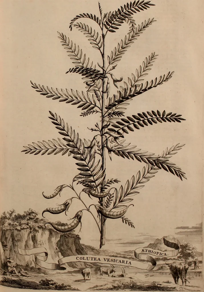 An illustration from Naauwkeurige beschryving der aardgewassen, waar in de veelerley aart en bijzondere eigenschappen der boomen, heesters, kruyden, bloemen, met haare vrugten, zaden, wortelen en bollen, neevens derzelver waare voort-teeling, gelukkige aanwinning, en heylzaame genees-krachten ... beschreeven worden;, 1696, leaf 220