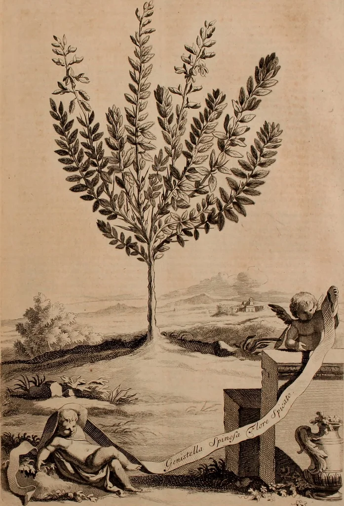 An illustration from Naauwkeurige beschryving der aardgewassen, waar in de veelerley aart en bijzondere eigenschappen der boomen, heesters, kruyden, bloemen, met haare vrugten, zaden, wortelen en bollen, neevens derzelver waare voort-teeling, gelukkige aanwinning, en heylzaame genees-krachten ... beschreeven worden;, 1696, leaf 224