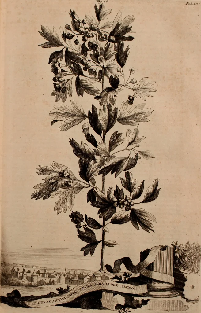 An illustration from Naauwkeurige beschryving der aardgewassen, waar in de veelerley aart en bijzondere eigenschappen der boomen, heesters, kruyden, bloemen, met haare vrugten, zaden, wortelen en bollen, neevens derzelver waare voort-teeling, gelukkige aanwinning, en heylzaame genees-krachten ... beschreeven worden;, 1696, leaf 228