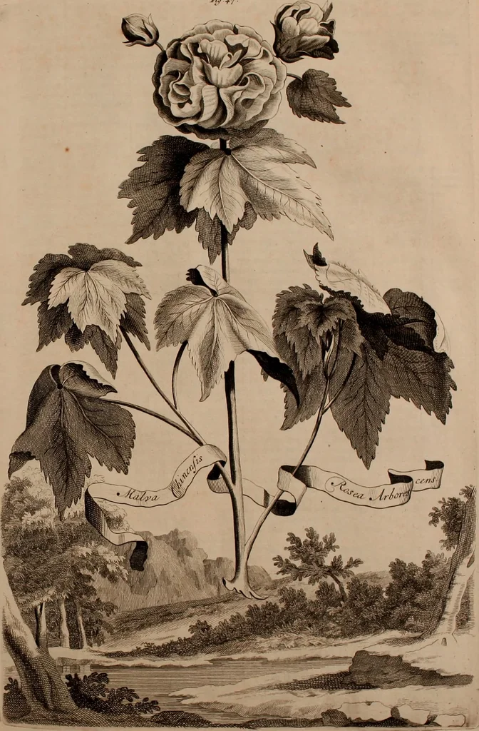 An illustration from Naauwkeurige beschryving der aardgewassen, waar in de veelerley aart en bijzondere eigenschappen der boomen, heesters, kruyden, bloemen, met haare vrugten, zaden, wortelen en bollen, neevens derzelver waare voort-teeling, gelukkige aanwinning, en heylzaame genees-krachten ... beschreeven worden;, 1696, leaf 234