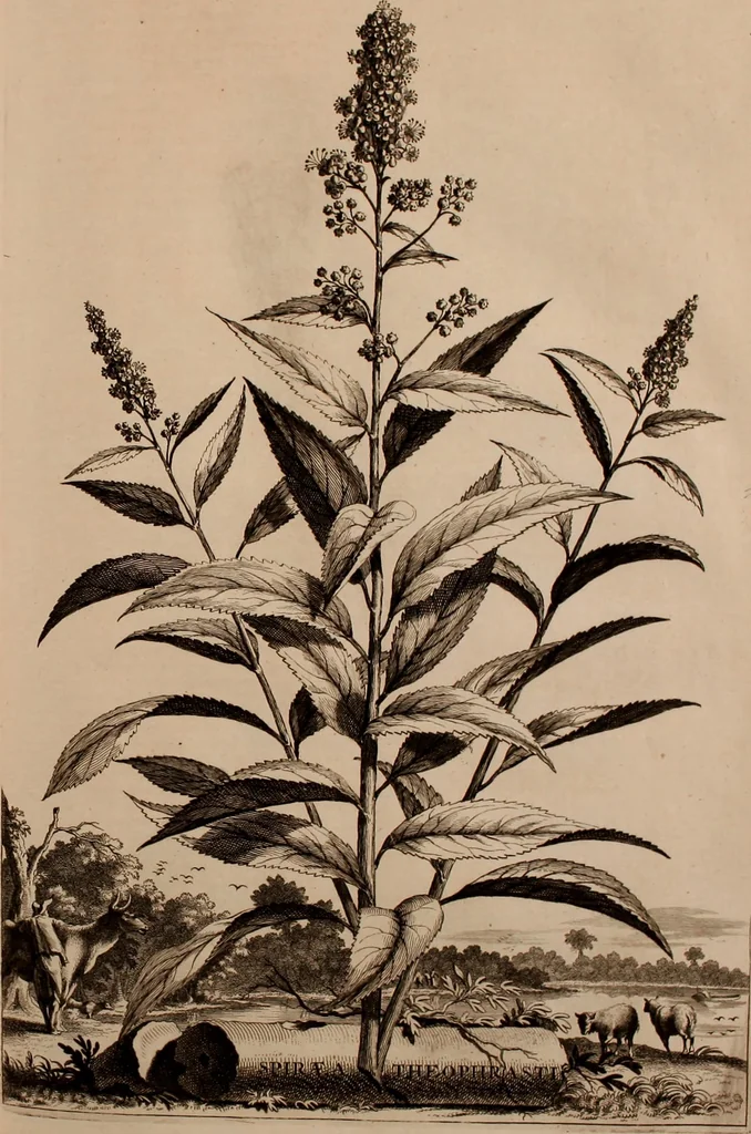 An illustration from Naauwkeurige beschryving der aardgewassen, waar in de veelerley aart en bijzondere eigenschappen der boomen, heesters, kruyden, bloemen, met haare vrugten, zaden, wortelen en bollen, neevens derzelver waare voort-teeling, gelukkige aanwinning, en heylzaame genees-krachten ... beschreeven worden;, 1696, leaf 242