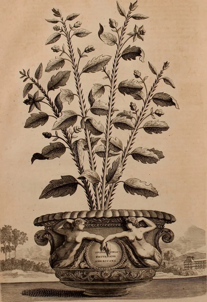 An illustration from Naauwkeurige beschryving der aardgewassen, waar in de veelerley aart en bijzondere eigenschappen der boomen, heesters, kruyden, bloemen, met haare vrugten, zaden, wortelen en bollen, neevens derzelver waare voort-teeling, gelukkige aanwinning, en heylzaame genees-krachten ... beschreeven worden;, 1696, leaf 245