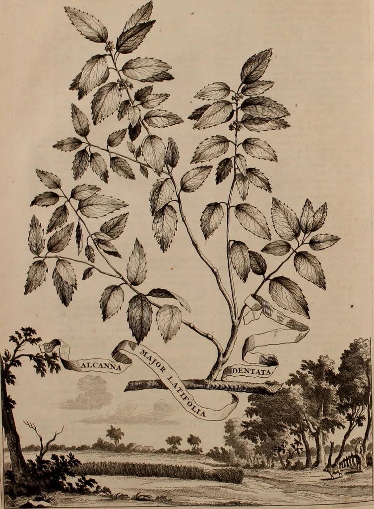 An illustration from Naauwkeurige beschryving der aardgewassen, waar in de veelerley aart en bijzondere eigenschappen der boomen, heesters, kruyden, bloemen, met haare vrugten, zaden, wortelen en bollen, neevens derzelver waare voort-teeling, gelukkige aanwinning, en heylzaame genees-krachten ... beschreeven worden;, 1696, leaf 253