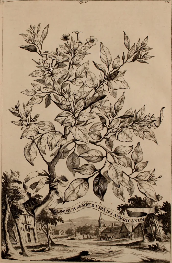 An illustration from Naauwkeurige beschryving der aardgewassen, waar in de veelerley aart en bijzondere eigenschappen der boomen, heesters, kruyden, bloemen, met haare vrugten, zaden, wortelen en bollen, neevens derzelver waare voort-teeling, gelukkige aanwinning, en heylzaame genees-krachten ... beschreeven worden;, 1696, leaf 264
