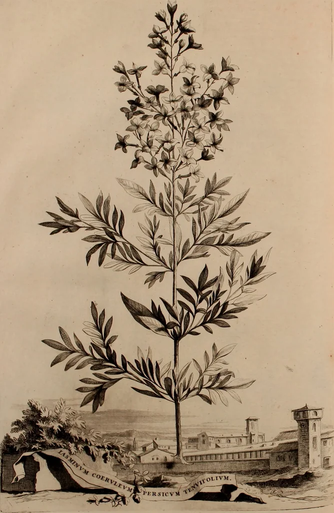An illustration from Naauwkeurige beschryving der aardgewassen, waar in de veelerley aart en bijzondere eigenschappen der boomen, heesters, kruyden, bloemen, met haare vrugten, zaden, wortelen en bollen, neevens derzelver waare voort-teeling, gelukkige aanwinning, en heylzaame genees-krachten ... beschreeven worden;, 1696, leaf 267