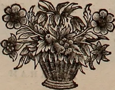 An illustration from Naauwkeurige beschryving der aardgewassen, waar in de veelerley aart en bijzondere eigenschappen der boomen, heesters, kruyden, bloemen, met haare vrugten, zaden, wortelen en bollen, neevens derzelver waare voort-teeling, gelukkige aanwinning, en heylzaame genees-krachten ... beschreeven worden;, 1696, leaf 27