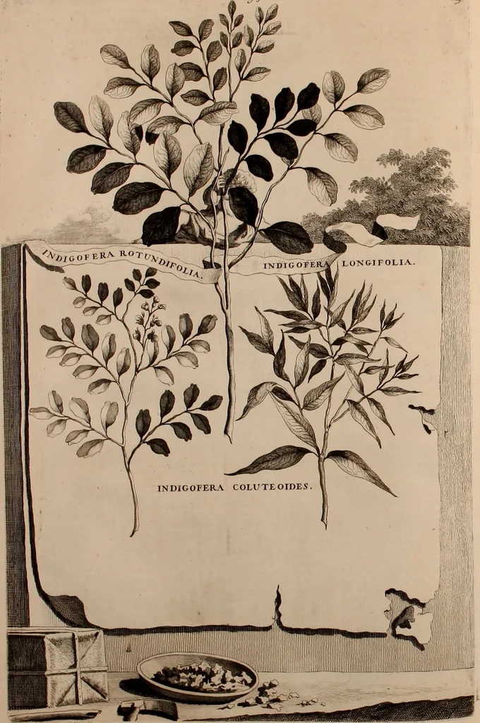 An illustration from Naauwkeurige beschryving der aardgewassen, waar in de veelerley aart en bijzondere eigenschappen der boomen, heesters, kruyden, bloemen, met haare vrugten, zaden, wortelen en bollen, neevens derzelver waare voort-teeling, gelukkige aanwinning, en heylzaame genees-krachten ... beschreeven worden;, 1696, leaf 273