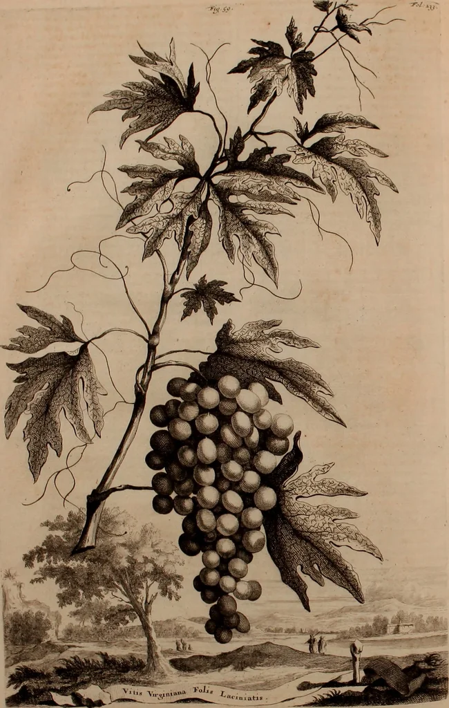 An illustration from Naauwkeurige beschryving der aardgewassen, waar in de veelerley aart en bijzondere eigenschappen der boomen, heesters, kruyden, bloemen, met haare vrugten, zaden, wortelen en bollen, neevens derzelver waare voort-teeling, gelukkige aanwinning, en heylzaame genees-krachten ... beschreeven worden;, 1696, leaf 277