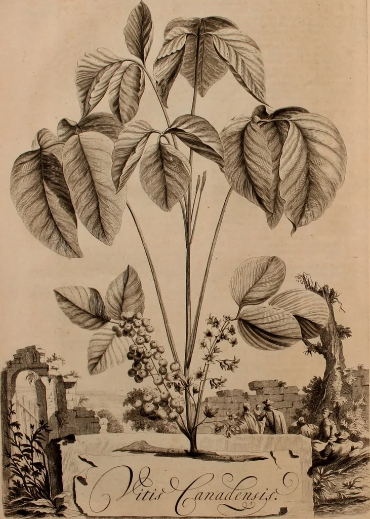 An illustration from Naauwkeurige beschryving der aardgewassen, waar in de veelerley aart en bijzondere eigenschappen der boomen, heesters, kruyden, bloemen, met haare vrugten, zaden, wortelen en bollen, neevens derzelver waare voort-teeling, gelukkige aanwinning, en heylzaame genees-krachten ... beschreeven worden;, 1696, leaf 283