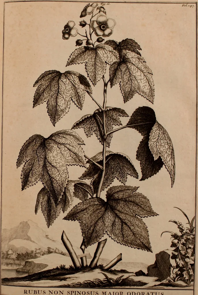 An illustration from Naauwkeurige beschryving der aardgewassen, waar in de veelerley aart en bijzondere eigenschappen der boomen, heesters, kruyden, bloemen, met haare vrugten, zaden, wortelen en bollen, neevens derzelver waare voort-teeling, gelukkige aanwinning, en heylzaame genees-krachten ... beschreeven worden;, 1696, leaf 288