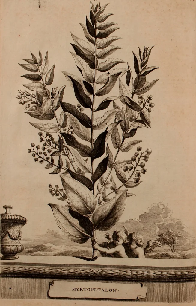 An illustration from Naauwkeurige beschryving der aardgewassen, waar in de veelerley aart en bijzondere eigenschappen der boomen, heesters, kruyden, bloemen, met haare vrugten, zaden, wortelen en bollen, neevens derzelver waare voort-teeling, gelukkige aanwinning, en heylzaame genees-krachten ... beschreeven worden;, 1696, leaf 291