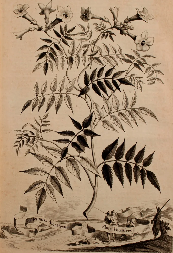 An illustration from Naauwkeurige beschryving der aardgewassen, waar in de veelerley aart en bijzondere eigenschappen der boomen, heesters, kruyden, bloemen, met haare vrugten, zaden, wortelen en bollen, neevens derzelver waare voort-teeling, gelukkige aanwinning, en heylzaame genees-krachten ... beschreeven worden;, 1696, leaf 294