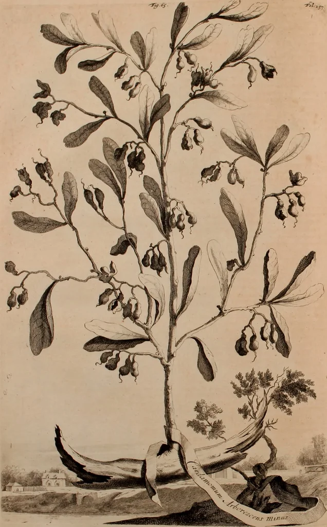 An illustration from Naauwkeurige beschryving der aardgewassen, waar in de veelerley aart en bijzondere eigenschappen der boomen, heesters, kruyden, bloemen, met haare vrugten, zaden, wortelen en bollen, neevens derzelver waare voort-teeling, gelukkige aanwinning, en heylzaame genees-krachten ... beschreeven worden;, 1696, leaf 301