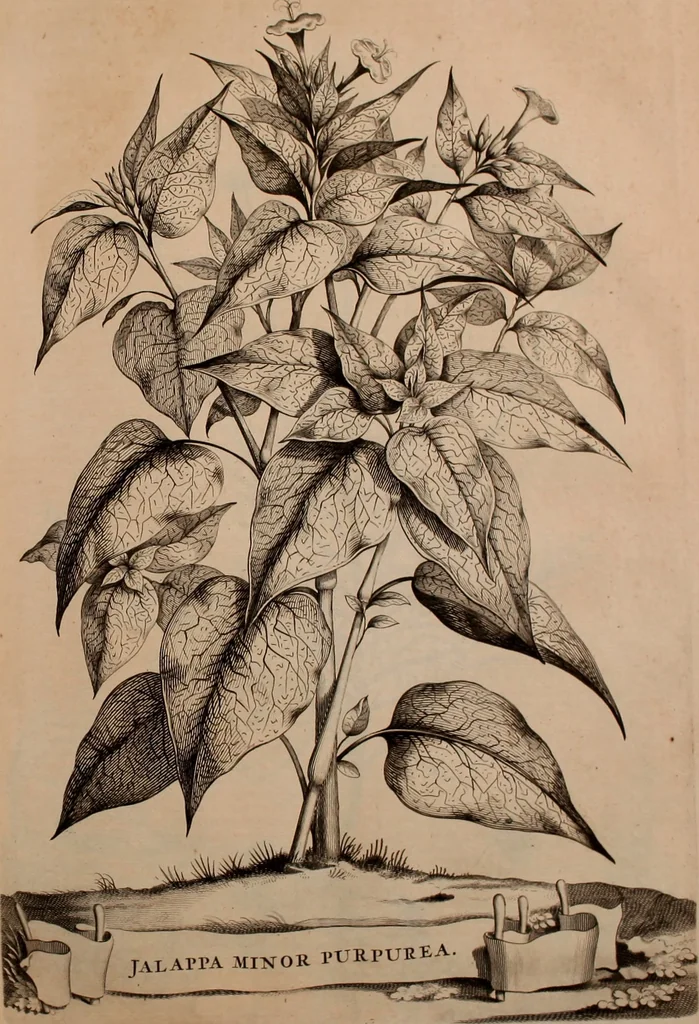 An illustration from Naauwkeurige beschryving der aardgewassen, waar in de veelerley aart en bijzondere eigenschappen der boomen, heesters, kruyden, bloemen, met haare vrugten, zaden, wortelen en bollen, neevens derzelver waare voort-teeling, gelukkige aanwinning, en heylzaame genees-krachten ... beschreeven worden;, 1696, leaf 310