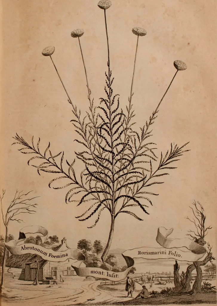 An illustration from Naauwkeurige beschryving der aardgewassen, waar in de veelerley aart en bijzondere eigenschappen der boomen, heesters, kruyden, bloemen, met haare vrugten, zaden, wortelen en bollen, neevens derzelver waare voort-teeling, gelukkige aanwinning, en heylzaame genees-krachten ... beschreeven worden;, 1696, leaf 312