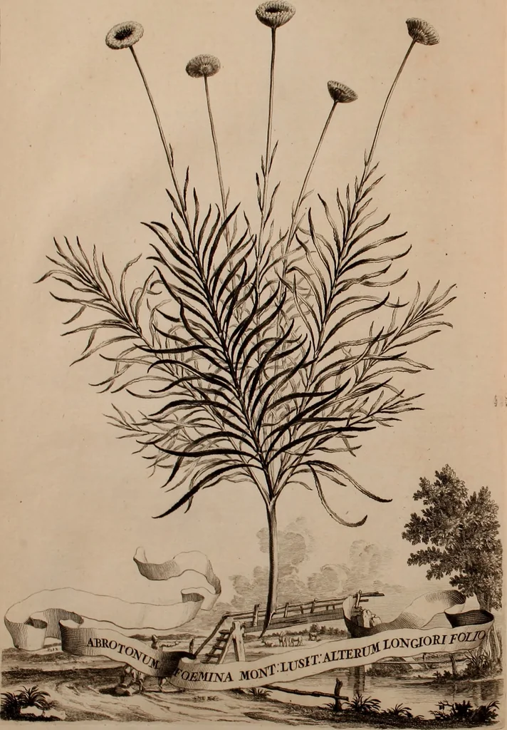 An illustration from Naauwkeurige beschryving der aardgewassen, waar in de veelerley aart en bijzondere eigenschappen der boomen, heesters, kruyden, bloemen, met haare vrugten, zaden, wortelen en bollen, neevens derzelver waare voort-teeling, gelukkige aanwinning, en heylzaame genees-krachten ... beschreeven worden;, 1696, leaf 315