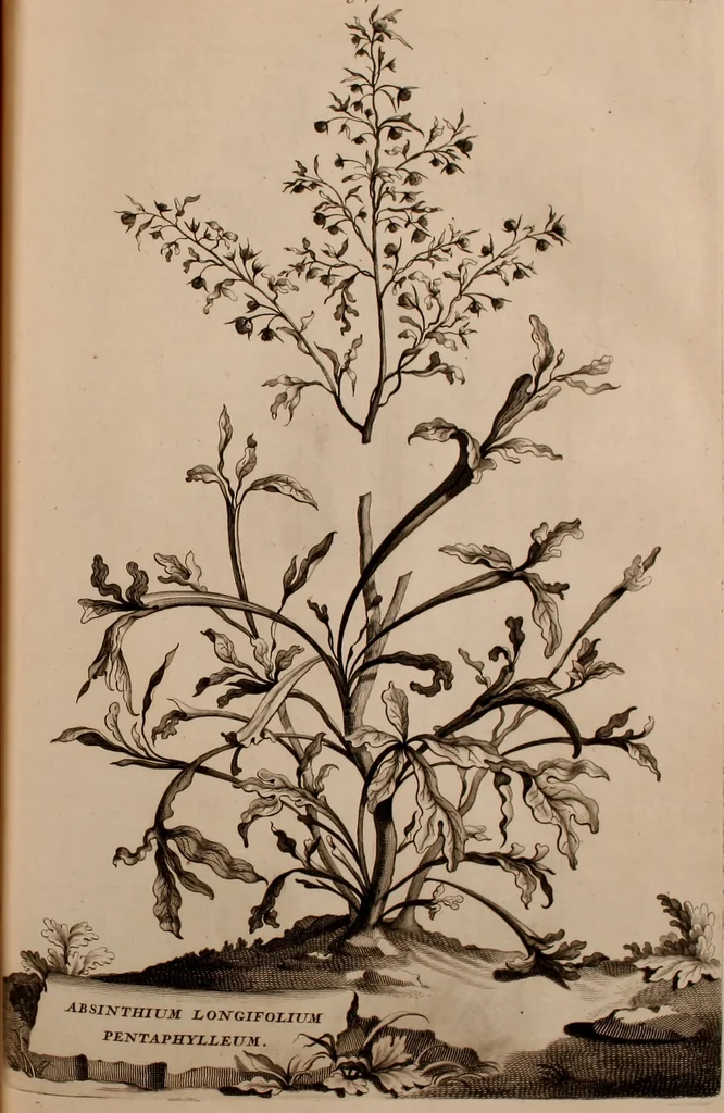 An illustration from Naauwkeurige beschryving der aardgewassen, waar in de veelerley aart en bijzondere eigenschappen der boomen, heesters, kruyden, bloemen, met haare vrugten, zaden, wortelen en bollen, neevens derzelver waare voort-teeling, gelukkige aanwinning, en heylzaame genees-krachten ... beschreeven worden;, 1696, leaf 318