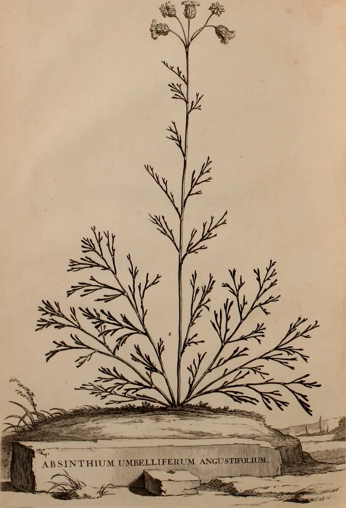 An illustration from Naauwkeurige beschryving der aardgewassen, waar in de veelerley aart en bijzondere eigenschappen der boomen, heesters, kruyden, bloemen, met haare vrugten, zaden, wortelen en bollen, neevens derzelver waare voort-teeling, gelukkige aanwinning, en heylzaame genees-krachten ... beschreeven worden;, 1696, leaf 321
