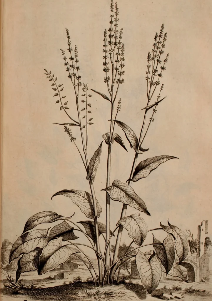 An illustration from Naauwkeurige beschryving der aardgewassen, waar in de veelerley aart en bijzondere eigenschappen der boomen, heesters, kruyden, bloemen, met haare vrugten, zaden, wortelen en bollen, neevens derzelver waare voort-teeling, gelukkige aanwinning, en heylzaame genees-krachten ... beschreeven worden;, 1696, leaf 326